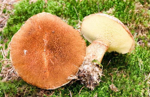 香菇怎么洗才干净(香菇尽量少吃最好不吃),第2张 香菇怎么洗才干净(香菇尽量少吃最好不吃),香菇怎么洗才干净(香菇尽量少吃最好不吃),第2张