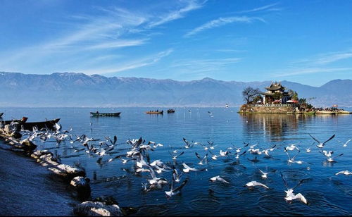 清蒸罗非鱼怎么做（清蒸罗非鱼的做法和步骤）,清蒸罗非鱼怎么做（清蒸罗非鱼的做法和步骤）,第3张