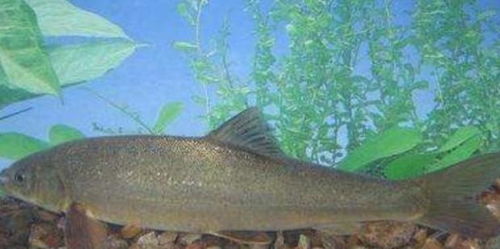 中国靠前最干净鱼(中国靠前最干净鱼种),第2张 中国靠前最干净鱼(中国靠前最干净鱼种),中国靠前最干净鱼(中国靠前最干净鱼种),第2张