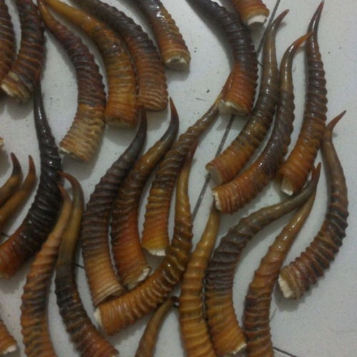 黄羊角(黄羊角怎么处理起来漂亮),第3张 黄羊角(黄羊角怎么处理起来漂亮),黄羊角(黄羊角怎么处理起来漂亮),第3张