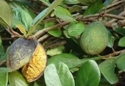 石榴皮的药用价值（石榴皮的药用价值和功效图片）,石榴皮的药用价值（石榴皮的药用价值和功效图片）,第2张