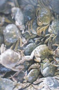 昆明大闸蟹（昆明大闸蟹批发市场）,昆明大闸蟹（昆明大闸蟹批发市场）,第2张