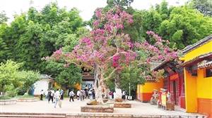 仙村紫薇公园(仙村紫薇公园做餐饮可以吗),第3张 仙村紫薇公园(仙村紫薇公园做餐饮可以吗),仙村紫薇公园(仙村紫薇公园做餐饮可以吗),第3张