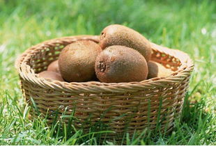 猕猴桃可以放在冰箱保鲜吗(猕猴桃能不能放在冰箱里),第3张 猕猴桃可以放在冰箱保鲜吗(猕猴桃能不能放在冰箱里),猕猴桃可以放在冰箱保鲜吗(猕猴桃能不能放在冰箱里),第3张