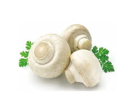 白参(白参菌的功效与作用及食用方法),第1张 白参(白参菌的功效与作用及食用方法),白参(白参菌的功效与作用及食用方法),第1张