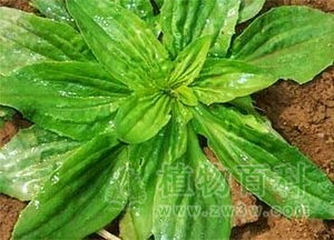 车前草的作用(车前草的作用和功能主治禁忌),第3张 车前草的作用(车前草的作用和功能主治禁忌),车前草的作用(车前草的作用和功能主治禁忌),第3张