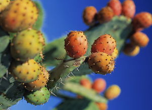 仙人掌果的功效与作用及食用方法（仙人掌果的功效与作用及食用方法煮水）,仙人掌果的功效与作用及食用方法（仙人掌果的功效与作用及食用方法煮水）,第2张