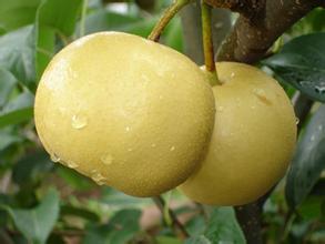 丰水梨(丰水梨与秋月梨哪个好),第3张 丰水梨(丰水梨与秋月梨哪个好),丰水梨(丰水梨与秋月梨哪个好),第3张