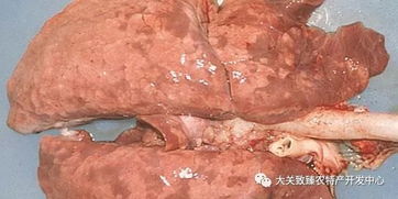 猪肺汤的家常做法（怎样洗猪肺最快最干净的窍门）,猪肺汤的家常做法（怎样洗猪肺最快最干净的窍门）,第1张