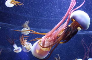 水母能吃吗(水母能吃吗图片),第1张 水母能吃吗(水母能吃吗图片),水母能吃吗(水母能吃吗图片),第1张