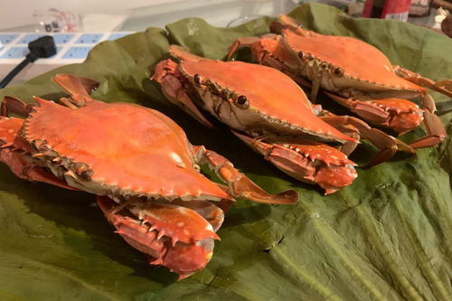 梭子蟹怎么蒸好吃(梭子蟹怎么蒸好吃又干净),第3张 梭子蟹怎么蒸好吃(梭子蟹怎么蒸好吃又干净),梭子蟹怎么蒸好吃(梭子蟹怎么蒸好吃又干净),第3张