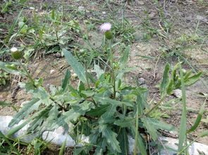 知了的营养价值（知了的营养价值和功效禁忌）,知了的营养价值（知了的营养价值和功效禁忌）,第1张