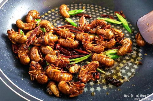 吃知了(吃知了过敏症状),第2张 吃知了(吃知了过敏症状),吃知了(吃知了过敏症状),第2张