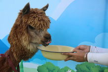 有眼皮肤啊(羊驼眼皮肤),第2张 有眼皮肤啊(羊驼眼皮肤),有眼皮肤啊(羊驼眼皮肤),第2张