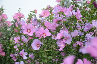 木棉花图片(木槿花图片),第3张 木棉花图片(木槿花图片),木棉花图片(木槿花图片),第3张