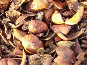 石榴皮的药用价值（石榴皮的药用价值和功效图片）,石榴皮的药用价值（石榴皮的药用价值和功效图片）,第3张