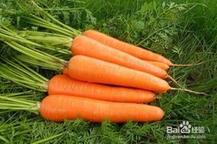 胡萝卜的吃法大全(胡萝卜的吃法大全图片),第1张 胡萝卜的吃法大全(胡萝卜的吃法大全图片),胡萝卜的吃法大全(胡萝卜的吃法大全图片),第1张