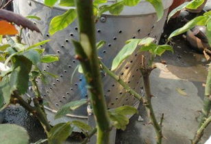 枣树嫁接(枣树嫁接出色的卓越的优异的杰出的时间及嫁接方法),第3张 枣树嫁接(枣树嫁接出色的卓越的优异的杰出的时间及嫁接方法),枣树嫁接(枣树嫁接出色的卓越的优异的杰出的时间及嫁接方法),第3张