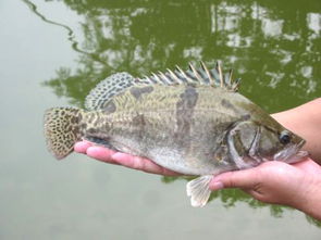 桂鱼怎么钓用什么饵料(桂鱼应该怎么钓),第3张 桂鱼怎么钓用什么饵料(桂鱼应该怎么钓),桂鱼怎么钓用什么饵料(桂鱼应该怎么钓),第3张