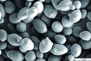 啤酒酵母(啤酒酵母的繁殖和生长一共几个阶段),第1张 啤酒酵母(啤酒酵母的繁殖和生长一共几个阶段),啤酒酵母(啤酒酵母的繁殖和生长一共几个阶段),第1张