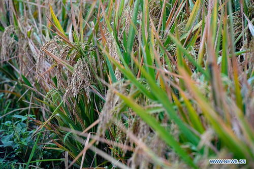 hybrid(hybrid rice),第3张 hybrid(hybrid rice),hybrid(hybrid rice),第3张