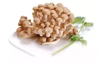 蟹味菇的禁忌与作用(蟹味菇的禁忌与作用及禁忌),第2张 蟹味菇的禁忌与作用(蟹味菇的禁忌与作用及禁忌),蟹味菇的禁忌与作用(蟹味菇的禁忌与作用及禁忌),第2张