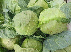 圆白菜的好处和坏处（圆白菜的危害）,圆白菜的好处和坏处（圆白菜的危害）,第3张