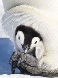 企鹅产卵(企鹅产卵在几月),第2张 企鹅产卵(企鹅产卵在几月),企鹅产卵(企鹅产卵在几月),第2张