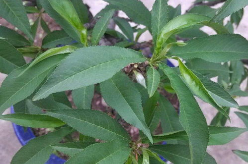 金橘树(金桔树的养殖方法和注意事项),第2张 金橘树(金桔树的养殖方法和注意事项),金橘树(金桔树的养殖方法和注意事项),第2张