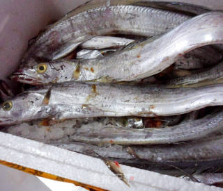 带鱼段的做法（带鱼段的做法图片）,带鱼段的做法（带鱼段的做法图片）,第1张