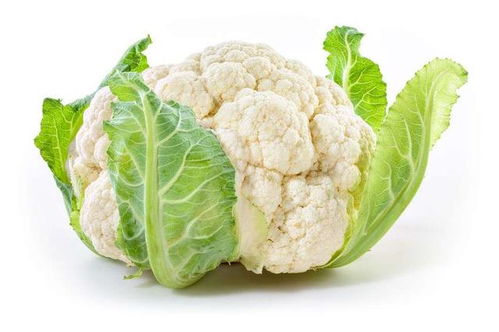 雷丸(雷丸片),第2张 雷丸(雷丸片),雷丸(雷丸片),第2张