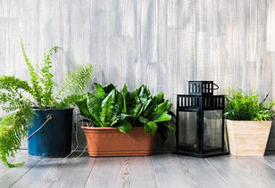 装修后除甲醛(装修后除甲醛的绿植),第1张 装修后除甲醛(装修后除甲醛的绿植),装修后除甲醛(装修后除甲醛的绿植),第1张