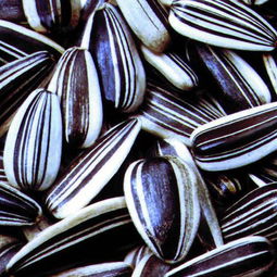 减肥能吃吗(减肥能吃瓜子吗),第2张 减肥能吃吗(减肥能吃瓜子吗),减肥能吃吗(减肥能吃瓜子吗),第2张