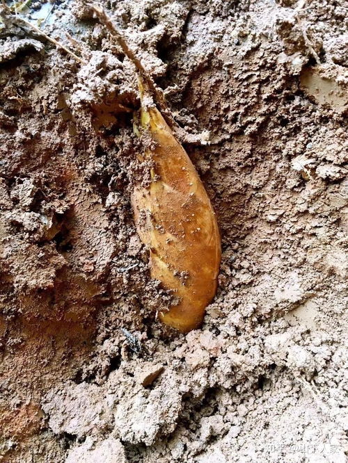 春笋和冬笋的区别(春笋和冬笋的区别在哪里中医),第1张 春笋和冬笋的区别(春笋和冬笋的区别在哪里中医),春笋和冬笋的区别(春笋和冬笋的区别在哪里中医),第1张