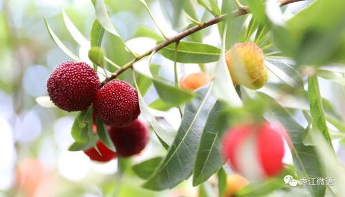 杨梅几月份成熟(东魁杨梅几月份成熟),第2张 杨梅几月份成熟(东魁杨梅几月份成熟),杨梅几月份成熟(东魁杨梅几月份成熟),第2张