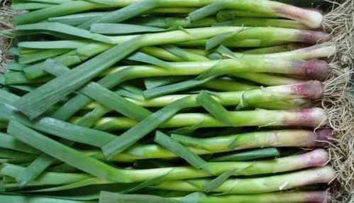 蒜苔价格(蒜苔价格最新行情今日蒜价),第2张 蒜苔价格(蒜苔价格最新行情今日蒜价),蒜苔价格(蒜苔价格最新行情今日蒜价),第2张