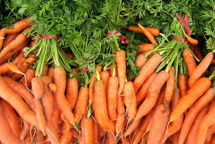 胡萝卜的营养价值及功效(生吃胡萝卜的营养价值及功效),第2张 胡萝卜的营养价值及功效(生吃胡萝卜的营养价值及功效),胡萝卜的营养价值及功效(生吃胡萝卜的营养价值及功效),第2张