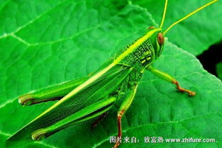 蚂蚱腿(蚂蚱腿上的刺有毒吗),第2张 蚂蚱腿(蚂蚱腿上的刺有毒吗),蚂蚱腿(蚂蚱腿上的刺有毒吗),第2张