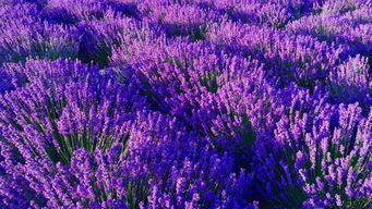 薰衣草产地(薰衣草产地排名),第3张 薰衣草产地(薰衣草产地排名),薰衣草产地(薰衣草产地排名),第3张