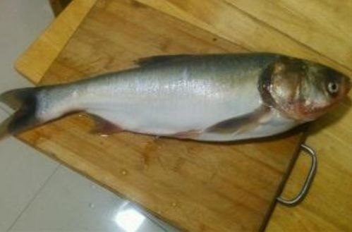 白鲢鱼怎么做好吃又简单家常的（白鲢鱼的做法大全视频教程）,白鲢鱼怎么做好吃又简单家常的（白鲢鱼的做法大全视频教程）,第3张