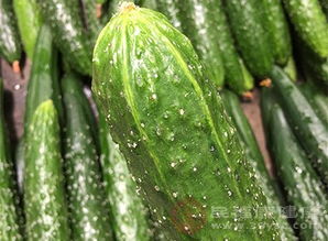 瓠瓜图片（瓠瓜图片瓢瓜的功效）,瓠瓜图片（瓠瓜图片瓢瓜的功效）,第1张