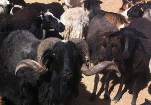 羊的产地（红骨羊的产地）,羊的产地（红骨羊的产地）,第2张