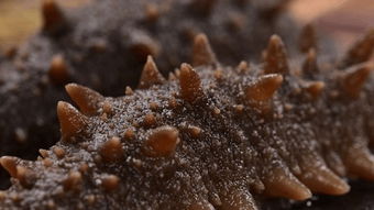 海参做菜有几种做法（海参6种简单的家常吃法）,海参做菜有几种做法（海参6种简单的家常吃法）,第1张