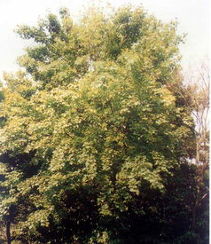 枫香脂(枫香脂图片),第1张 枫香脂(枫香脂图片),枫香脂(枫香脂图片),第1张