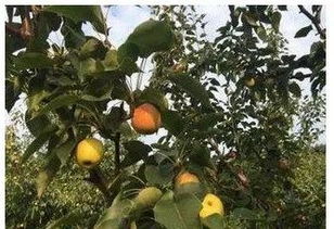 速锐论坛(速锐论坛加不上油跟限速差不多没有任何故障代码),第1张 速锐论坛(速锐论坛加不上油跟限速差不多没有任何故障代码),速锐论坛(速锐论坛加不上油跟限速差不多没有任何故障代码),第1张