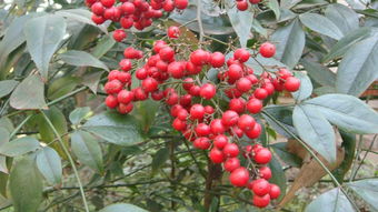 海南红豆(海南红豆可以吃吗),第3张 海南红豆(海南红豆可以吃吗),海南红豆(海南红豆可以吃吗),第3张