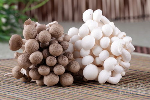 蟹味菇的禁忌与作用(蟹味菇的禁忌与作用及禁忌),第1张 蟹味菇的禁忌与作用(蟹味菇的禁忌与作用及禁忌),蟹味菇的禁忌与作用(蟹味菇的禁忌与作用及禁忌),第1张