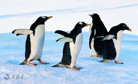 企鹅产卵(企鹅产卵在几月),第1张 企鹅产卵(企鹅产卵在几月),企鹅产卵(企鹅产卵在几月),第1张