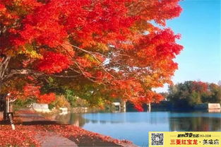 土豆牛腩怎么炖好吃又烂(土豆牛腩怎么烧好吃),第3张 土豆牛腩怎么炖好吃又烂(土豆牛腩怎么烧好吃),土豆牛腩怎么炖好吃又烂(土豆牛腩怎么烧好吃),第3张