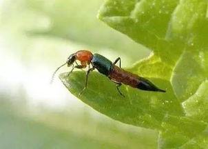 科鲁兹变形金刚版(科鲁兹16t变形金刚版),第2张 科鲁兹变形金刚版(科鲁兹16t变形金刚版),科鲁兹变形金刚版(科鲁兹16t变形金刚版),第2张